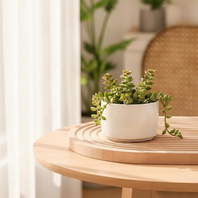 Decorative Container Ceramic Bamboo Indoor Planter Low Maintenance Air - Image 4