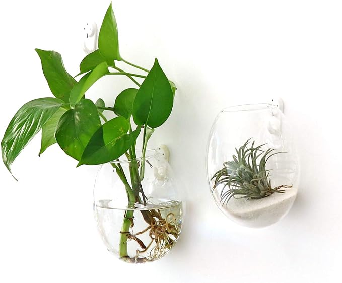 Kingbuy Egg Shaped for Propagating Hydroponic Plants 2 Pack Wall Planter | - Image 2