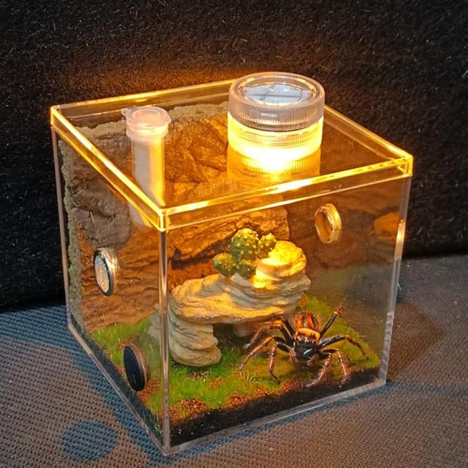 Jumping Spider Habitat LED-Lit Acrylic Enclosure Built-in Scenery Ventilation by Unknown