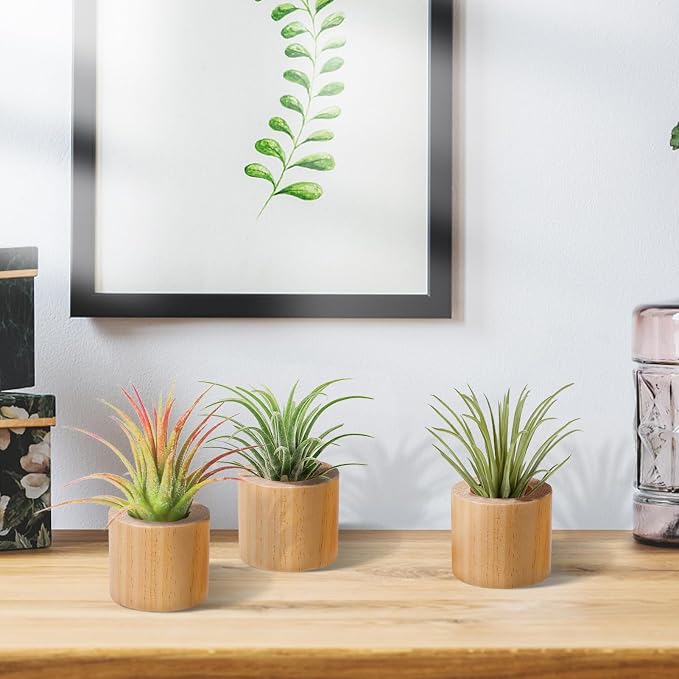 Bigmeta 3 Pcs Wood Air Plant Holder, 1.4" Rustic Style Airplant Display Stands - Image 8