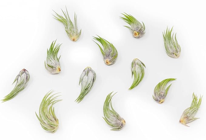 12 Pack Assorted Tillandsia Scaposa/Kolbii Air Plants by TheAirPlantShop