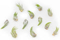 12 Pack Assorted Tillandsia Scaposa/Kolbii Air Plants by TheAirPlantShop