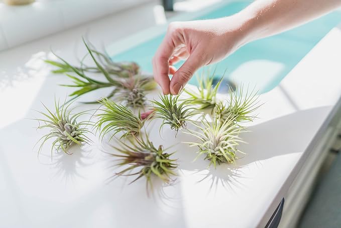 25 Pack Assorted Tillandsia Scaposa/Kolbii Air Plants - Image 5