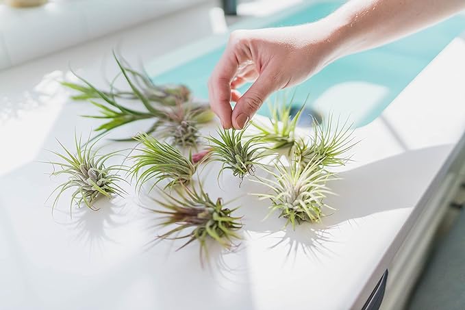 50 Pack Assorted Tillandsia Scaposa/Kolbii Air Plants - Image 5