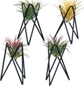 Pack of 4 Air Plant Holder Tillandsia Base, Modern Geometric Metal Air Plant by Besimple