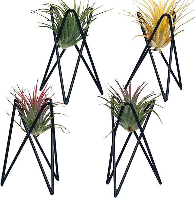 Pack of 4 Air Plant Holder Tillandsia Base, Modern Geometric Metal Air Plant by Besimple