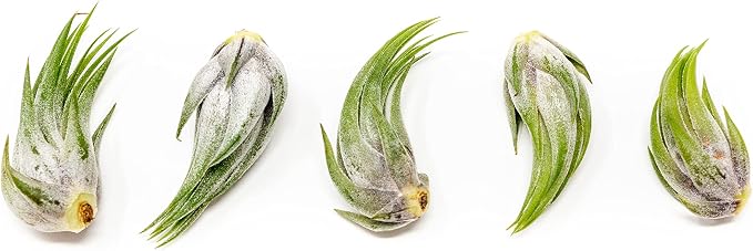 5 Pack Assorted Tillandsia Scaposa/Kolbii Air Plants by TheAirPlantShop