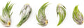 5 Pack Assorted Tillandsia Scaposa/Kolbii Air Plants by TheAirPlantShop
