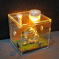 Jumping Spider Habitat LED-Lit Acrylic Enclosure Built-in Scenery Ventilation by Unknown