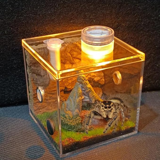 Jumping Spider Habitat LED-Lit Acrylic Enclosure Built-in Scenery Ventilation by Unknown