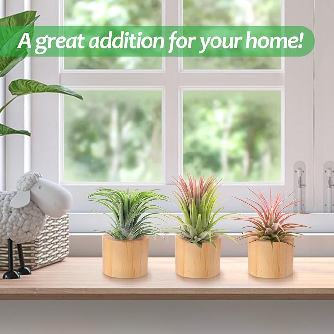 Bigmeta 3 Pcs Wood Air Plant Holder, 1.4" Rustic Style Airplant Display Stands - Image 2
