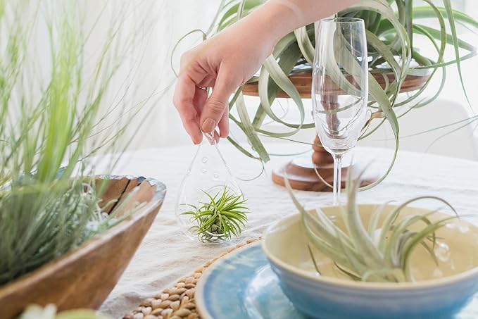 50 Pack Assorted Tillandsia Scaposa/Kolbii Air Plants - Image 3